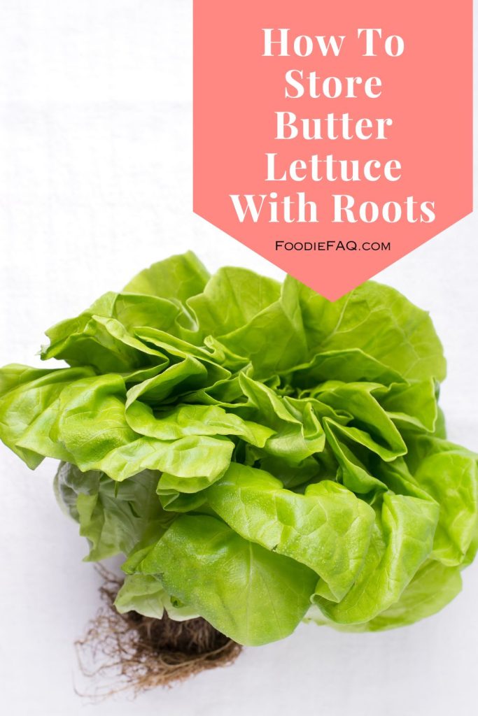 This is butter lettuce with roots.