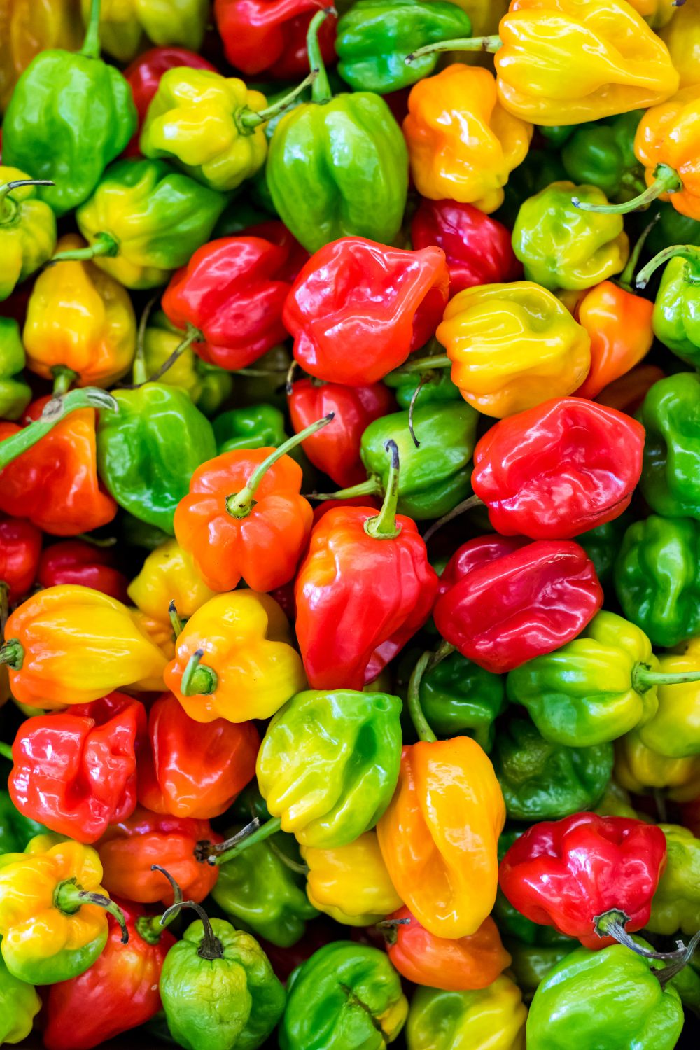 How To Store Habanero Peppers: The Quick Guide - Foodie Faq