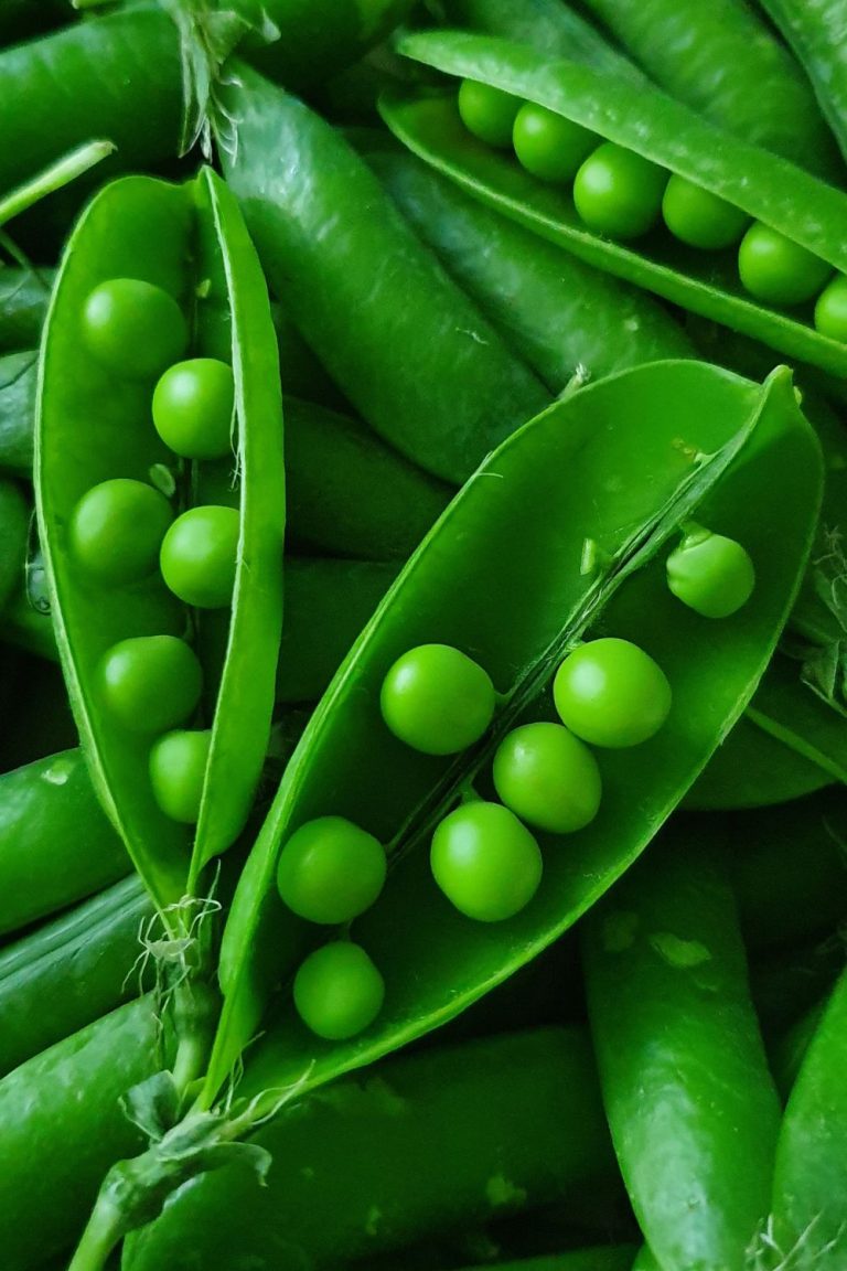 How To Store Sugar Snap Peas A Quick & Easy Guide Foodie FAQ