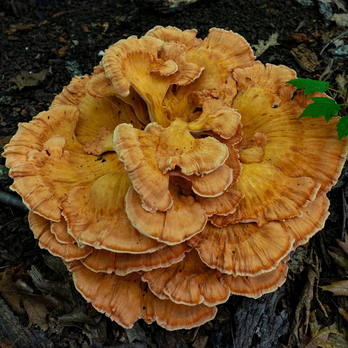 This is chicken of the woods.