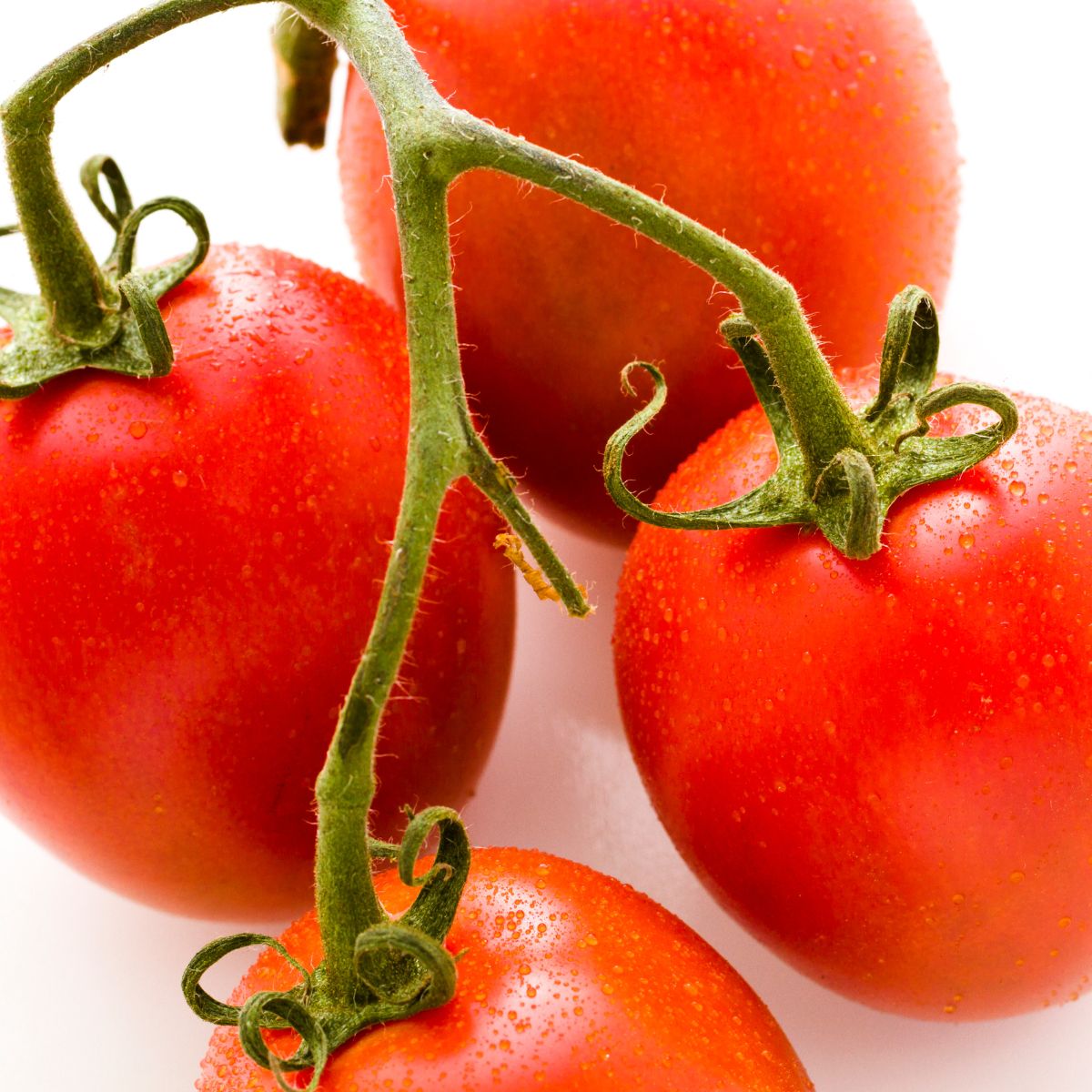 This is Roma tomatoes.