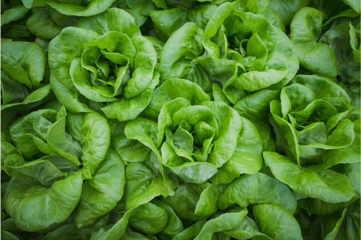 What Is Butter Lettuce? - Foodie FAQ