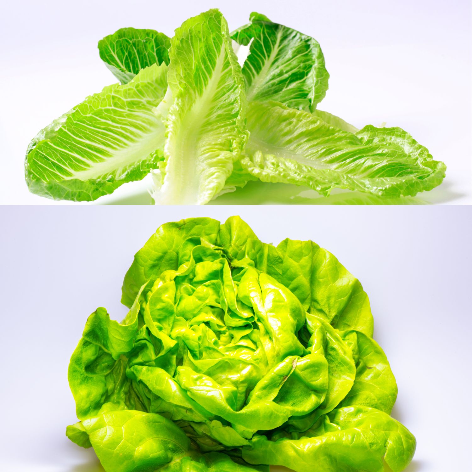 Bibb Lettuce vs. Romaine Lettuce